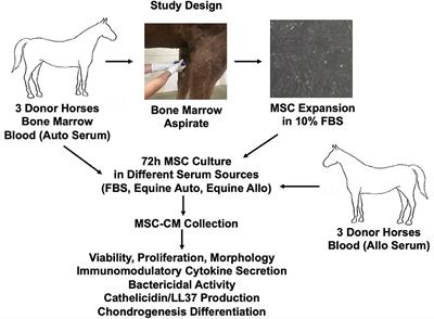 Impact of Three Different Serum Sources on Functional Properties of Equine Mesenchymal Stromal Cells